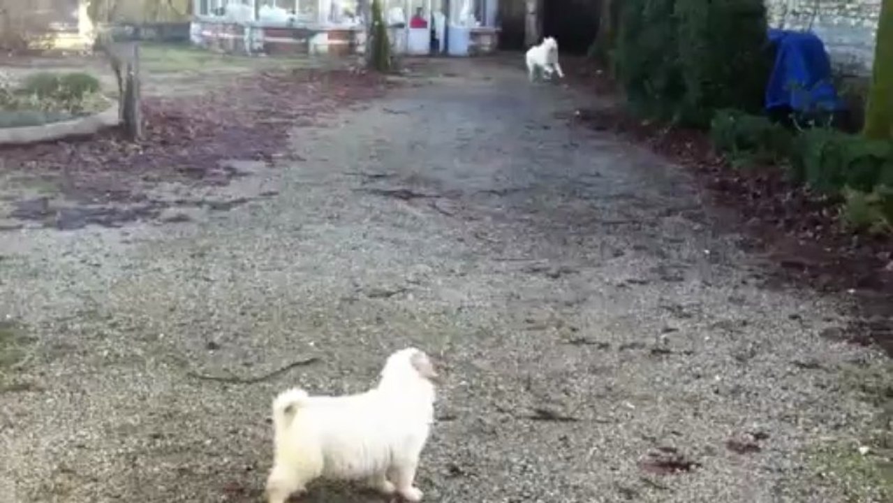 2 Montagnes des Pyrénées s'amusent