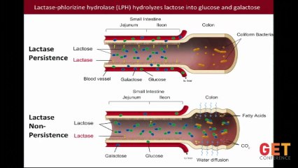 Bad Mutations: The Evolution of Lactose Intolerance