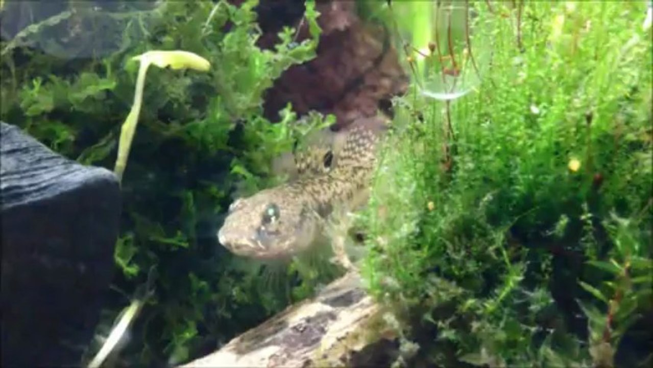 My Aquarium