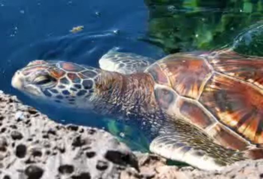 TURKIYE ADANA KARATAS Resimleri foto Silayti TURISTIK ILCE *****