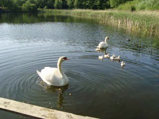 Cygnes au bois_ver.TB2