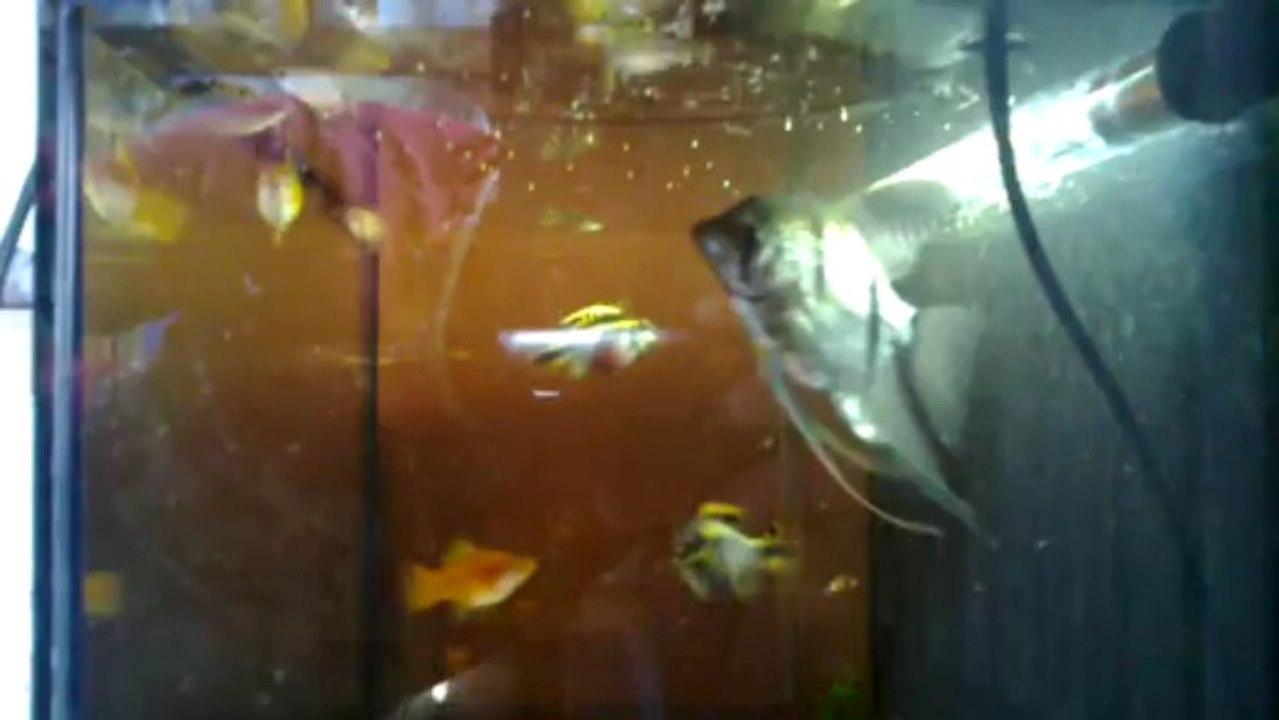 Kribensis