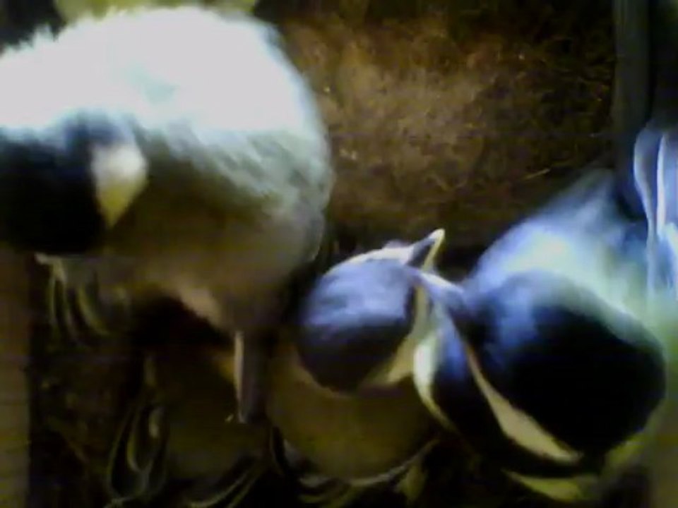 NICHOIR MESANGE 08/06/2013 :: Jour17