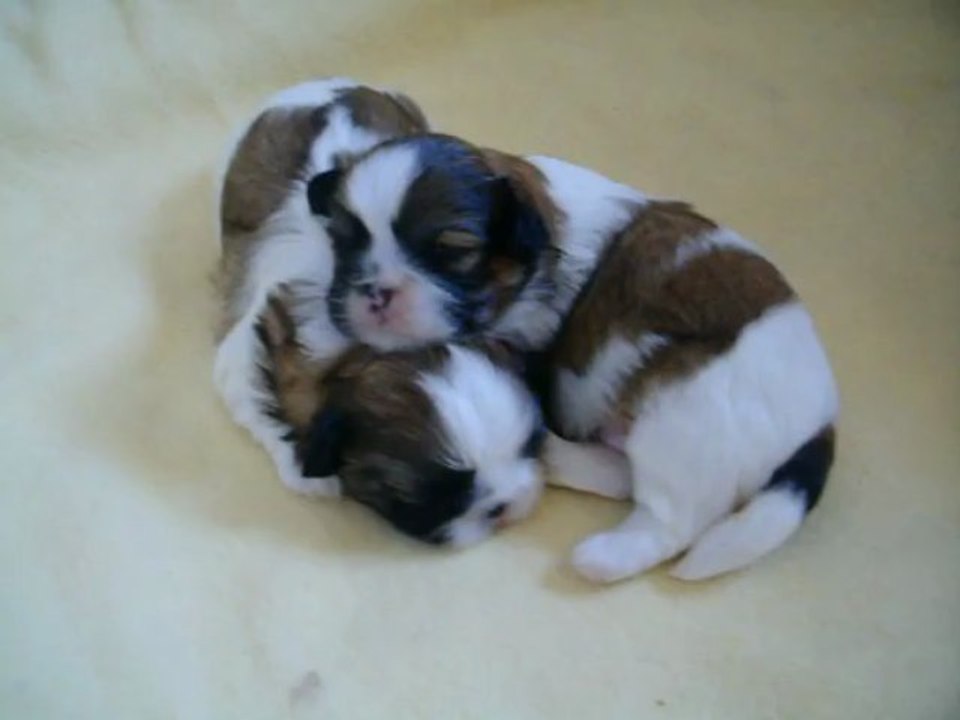 Bébés Shih-tzu