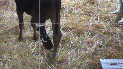 20130607  福ちゃん義足②