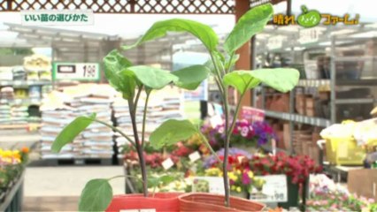 晴れ、ときどきファーム-20130607