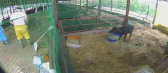 20130607　福ちゃん義足装着準備