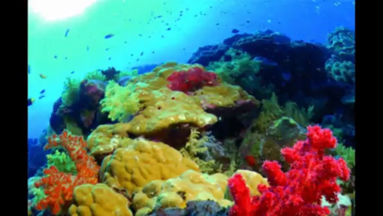 Australian's Trip