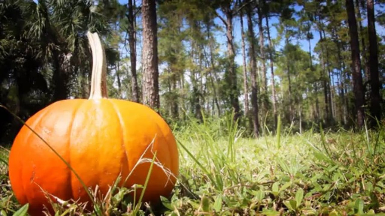 Pumpkin - 2012