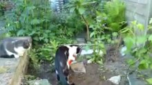 vegetarian hunter