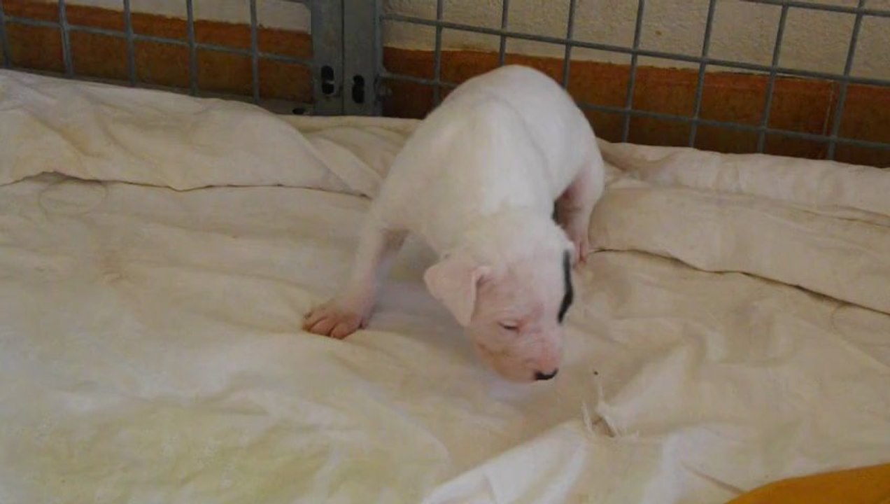 Chiot Dogo - Illy
