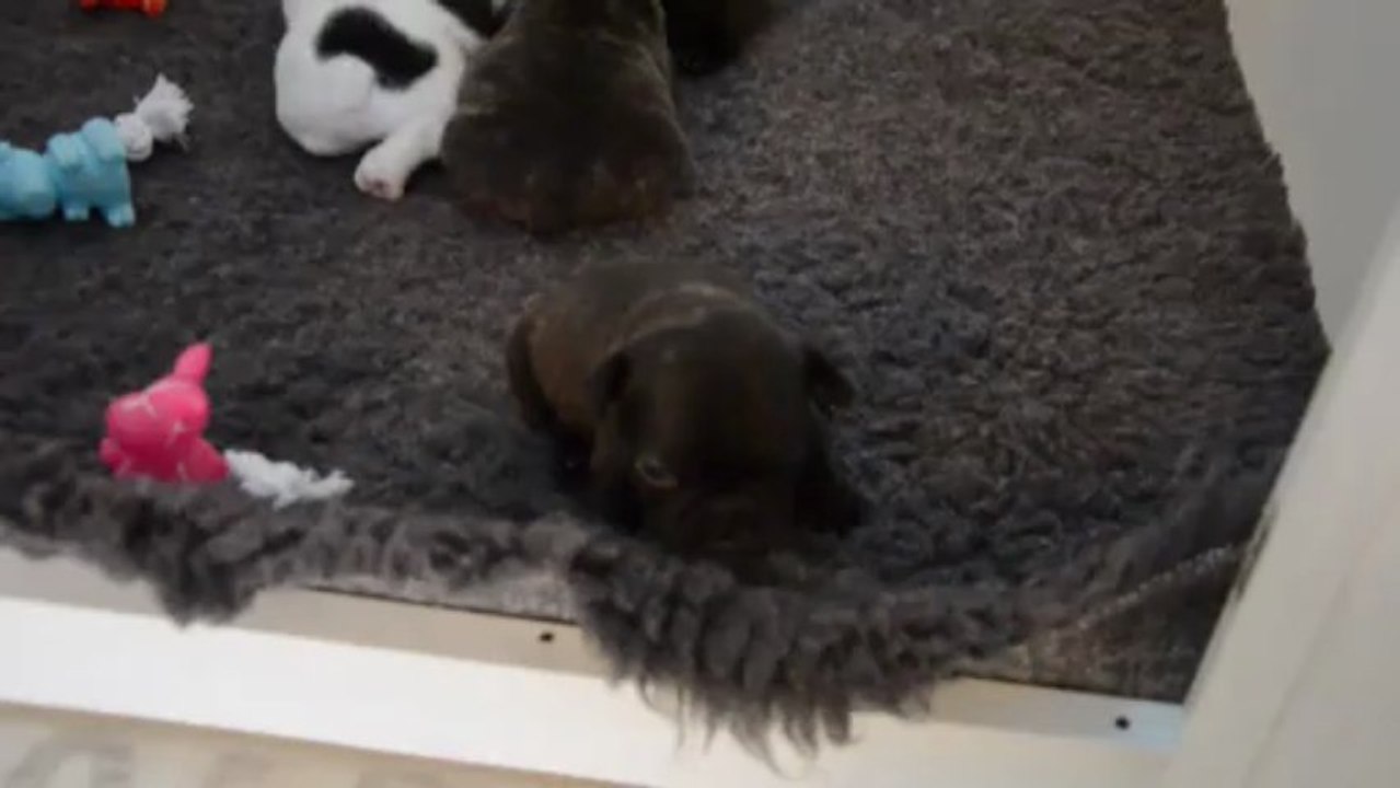 Chiots 20 jours Elfée/Gainsbar