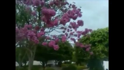 YPE ROXO E SUAS PROPRIEDADES MEDICINAIS