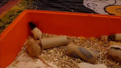 Les beautés à 17 jours