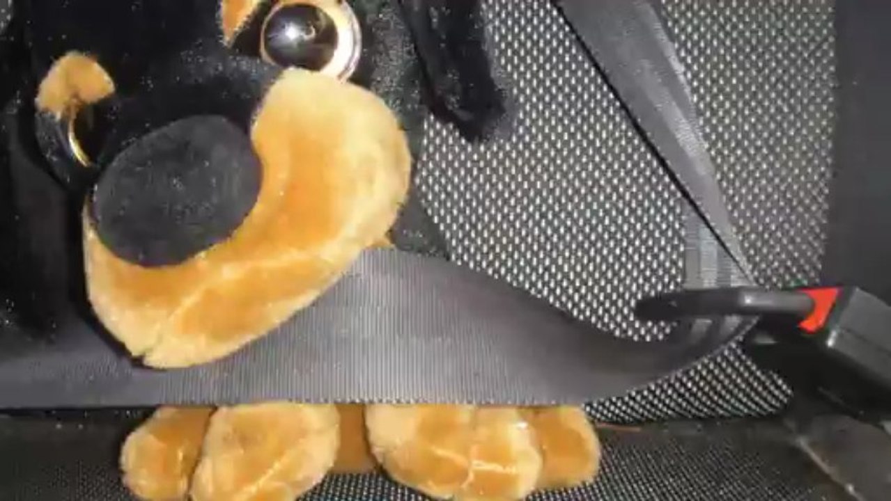 Car Dogs 1