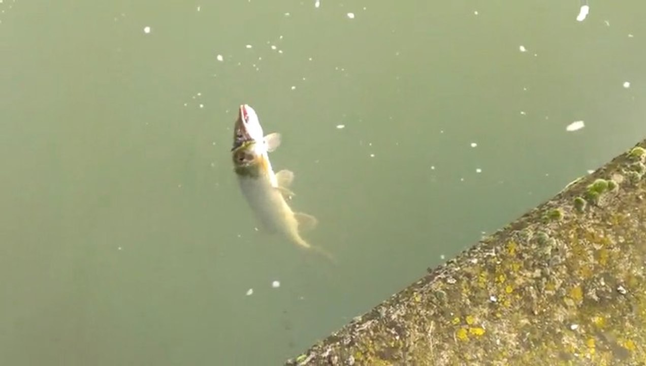 Encore un joli broc pour Bilos du FUK !