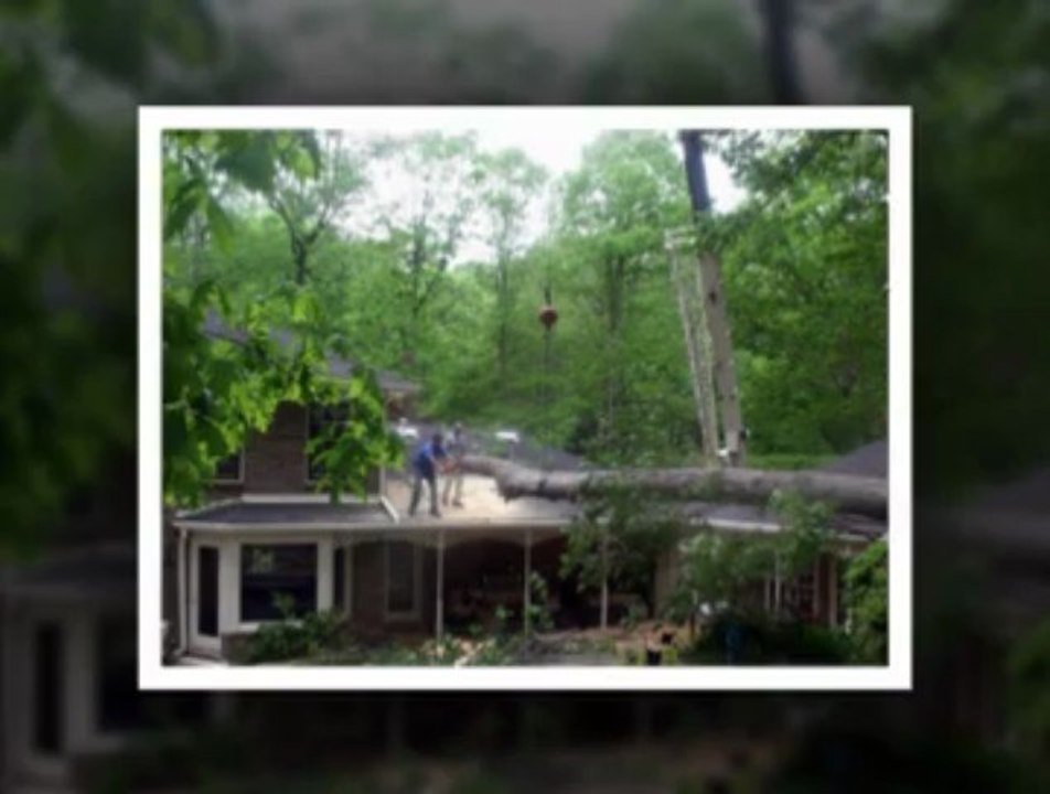 emergency tree removal New Jersey