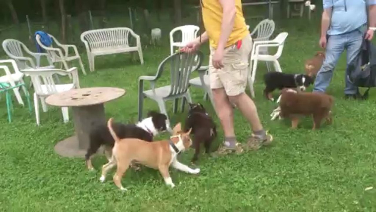Islay à l'école des chiots.
