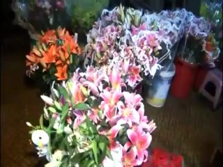 Bẩy Ngày Đợi Mong - Thanh Thảo (Mưa Đà Lạt) [720p]