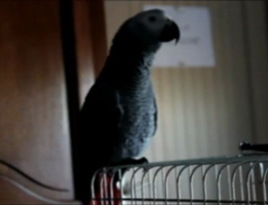 eifi 2