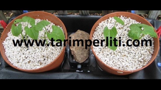 perlit fiyatı,perlit fiyatları,genleştirilmiş perlit,gül köklendirme perlit,tarım perliti ankara,tarım perliti istanbul,tarim_perliti,tarım perlit fiyatları,genleşmiş perlit