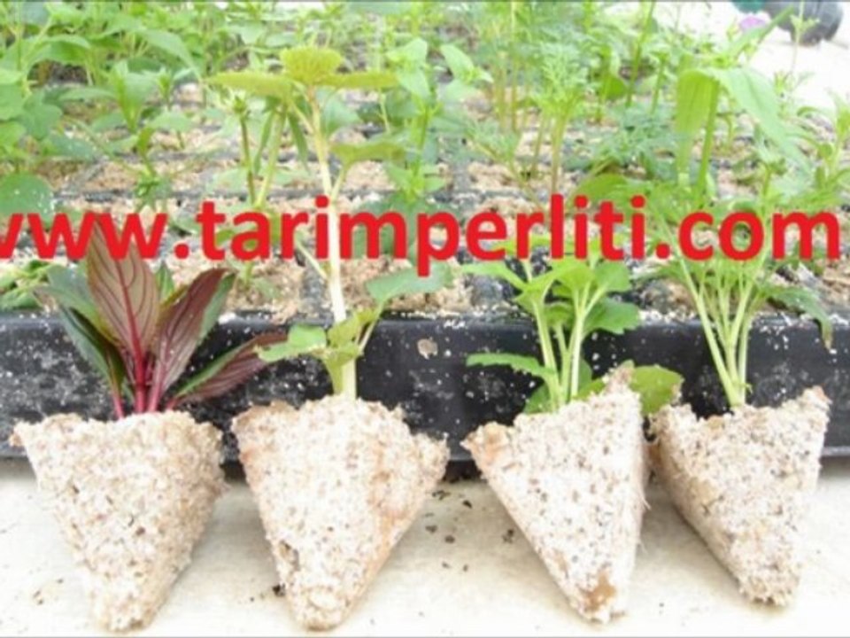 tarim perliti,tarım-perliti,tarım_perliti,tarım perliti fiyatı,tarım perliti fiyatları,tarım-perliti-fiyatları,sera-perliti,sera perliti,sera perliti fiyatı,sera perliti fiyatları,tarım sera perliti