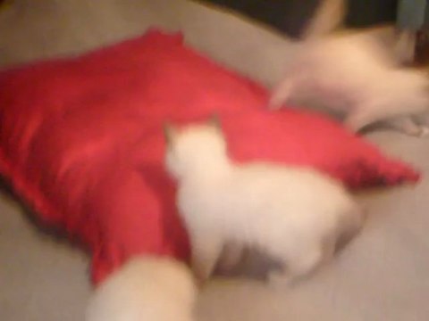 Chatterie de la Nef Céleste 3 ADORABLES CHATONS ÂGES DE 2 MOIS 1/2.