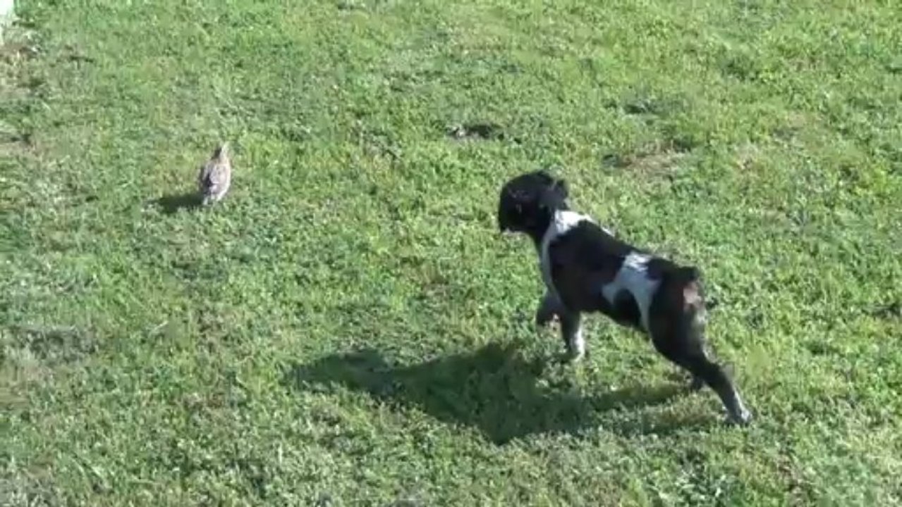 Iros du clos de la passion