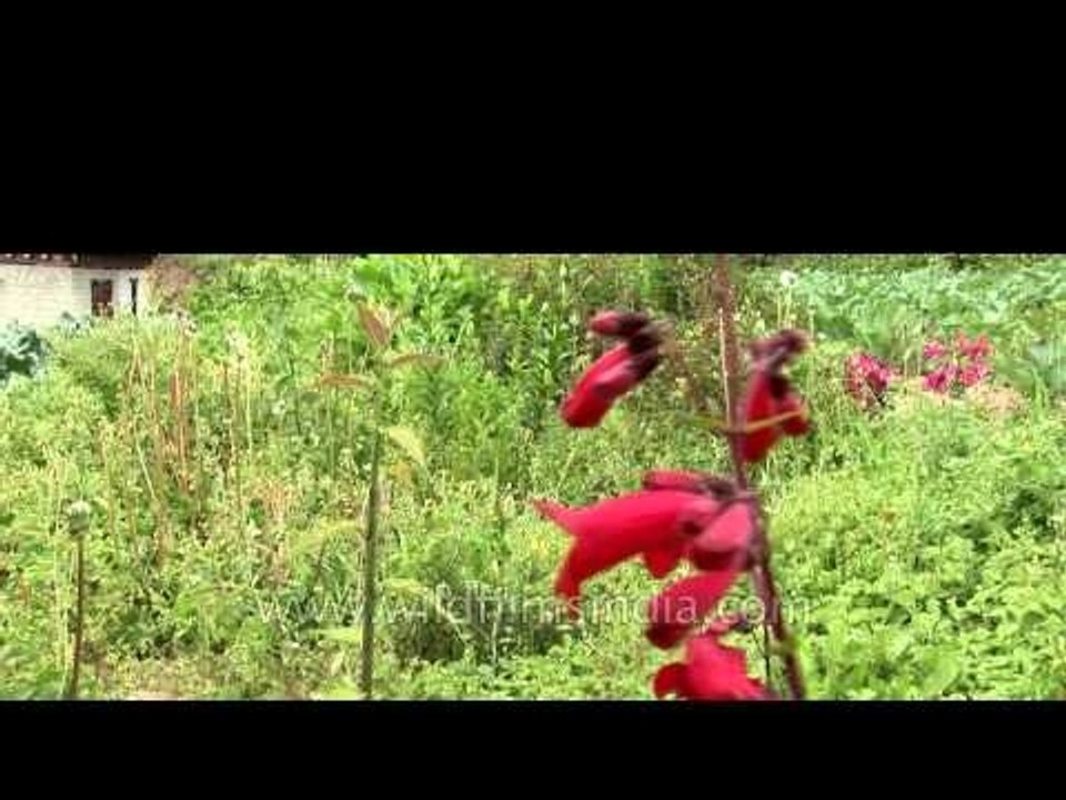 Bush of Red Lilium