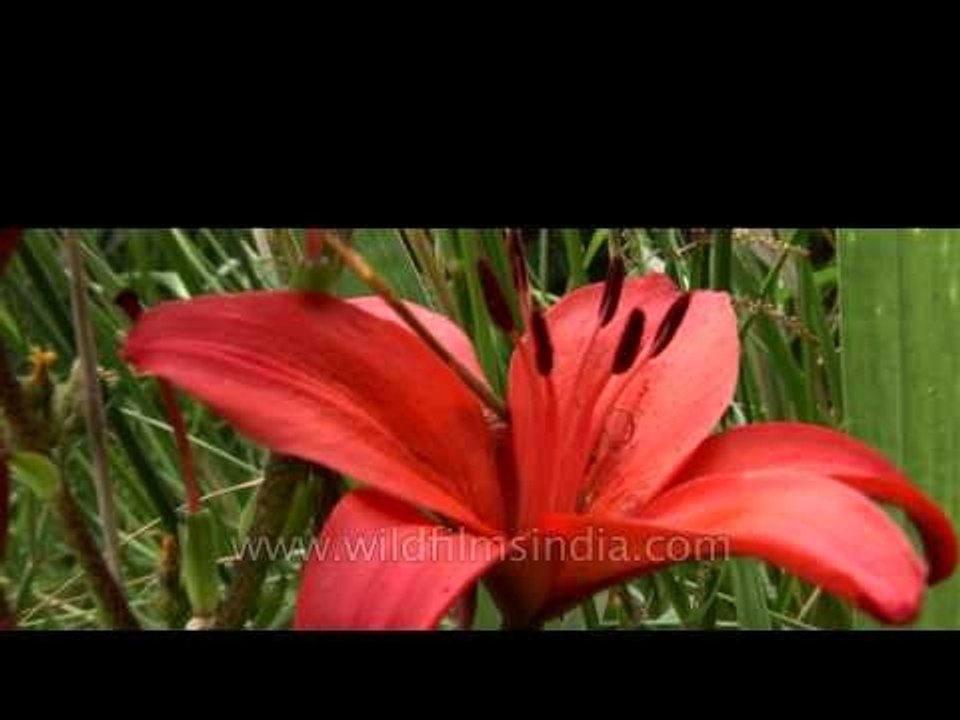 Beautiful Red Lilium