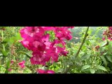Bhutan kurjey festivals flowers hdv tape 6 1 24