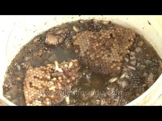 Hive dipped in water for beeswax: Traditional honey removal