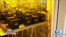 Coltivava “a ciclo continuo” la marijuana, sequestrate  450 piante. Arrestato 38enne romano.