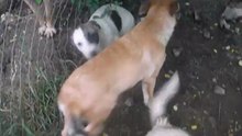 Puppies