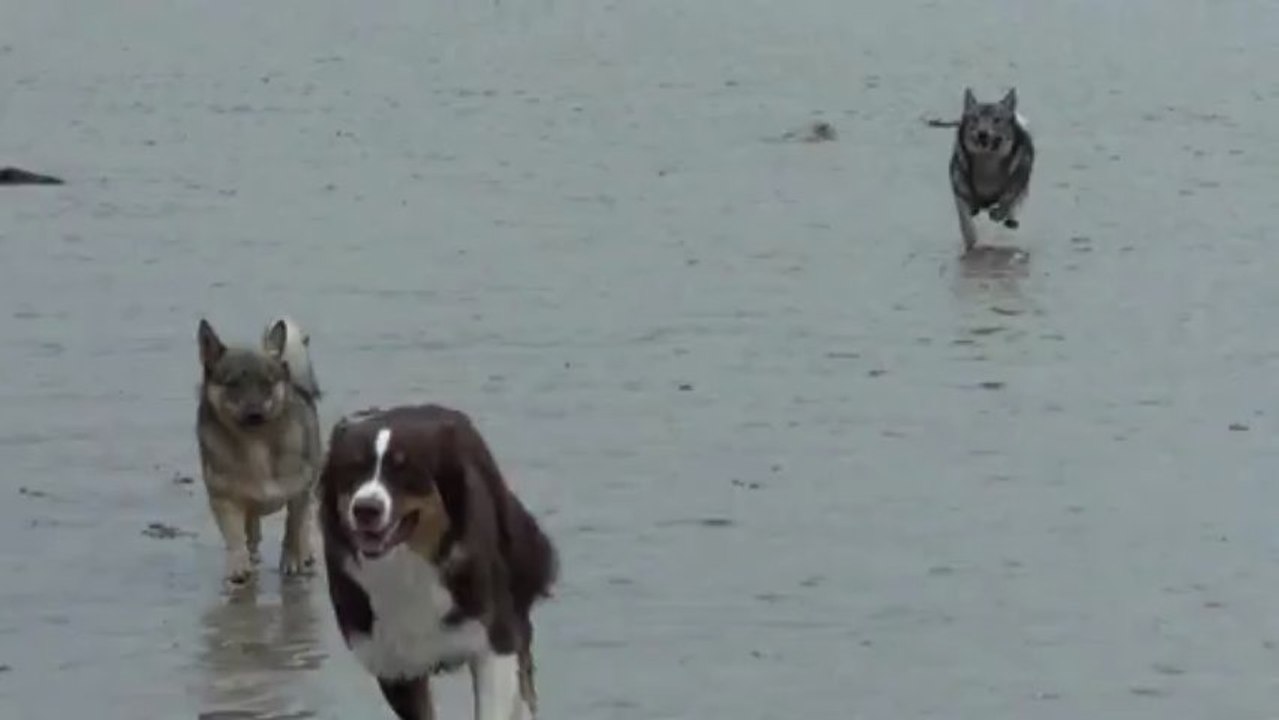 course poursuite entre Gioia et Démon