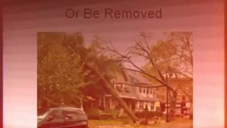 24 hr emergency tree removal service Duluth, MN 218-203-0241