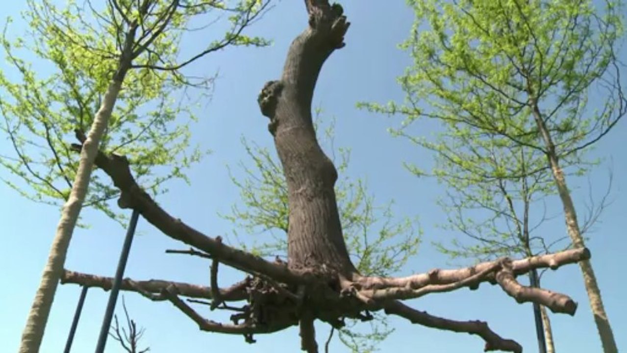 L'artiste italien Penone expose ses arbres à Versailles