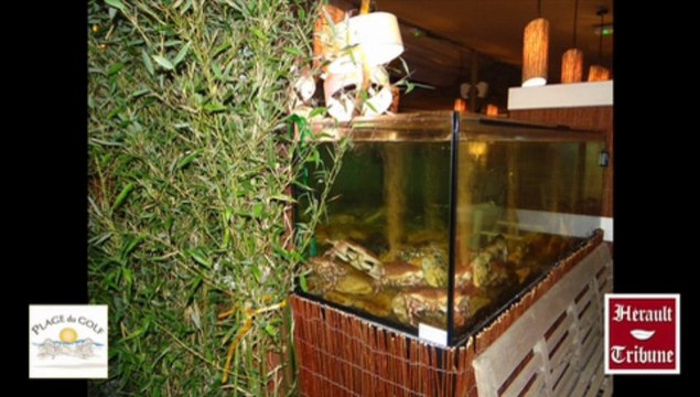 CAP d'AGDE - 2013 - La plage du GOLF : The plage to be(ach)