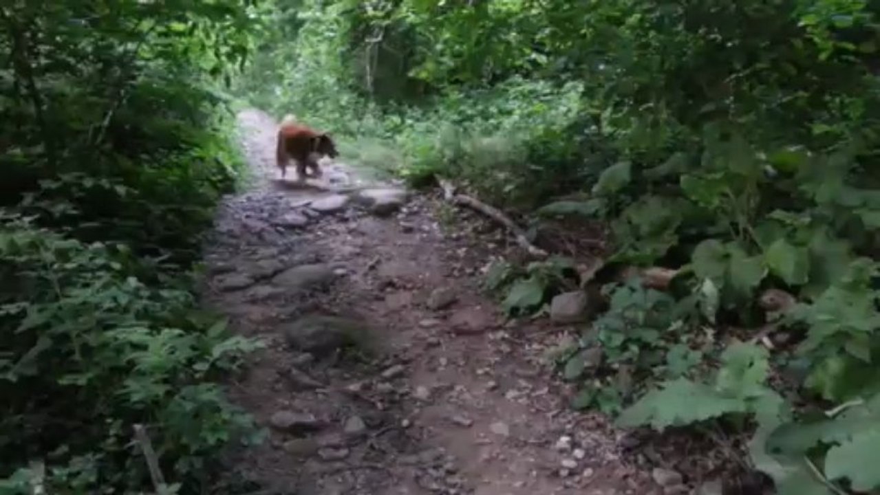 atchi path