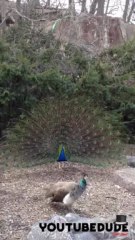 Peacock gets Punked!