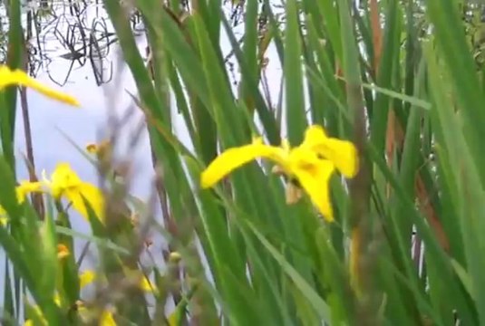 le coassement des grenouilles et les hiris d'eau a l'etang de verne