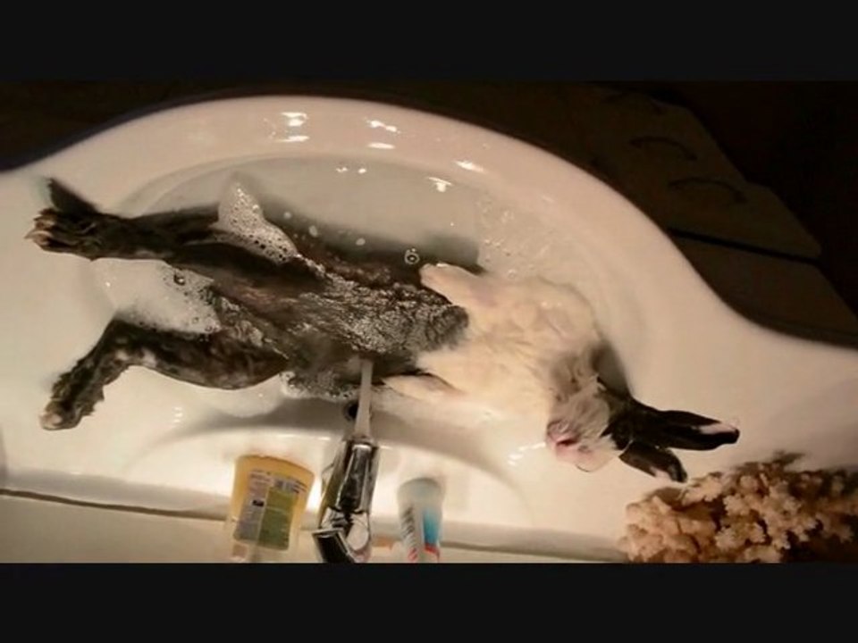 Regardez ce lapin prendre son bain dans un lavabo