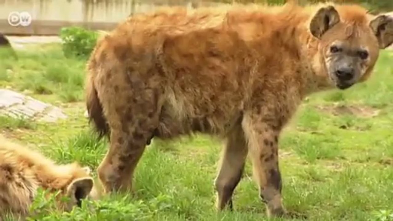 Die Verhaltensforscherin Sarah Benhaiem | Projekt Zukunft - Kluge Köpfe