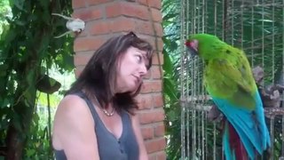 Funniest Parrot Video Ever