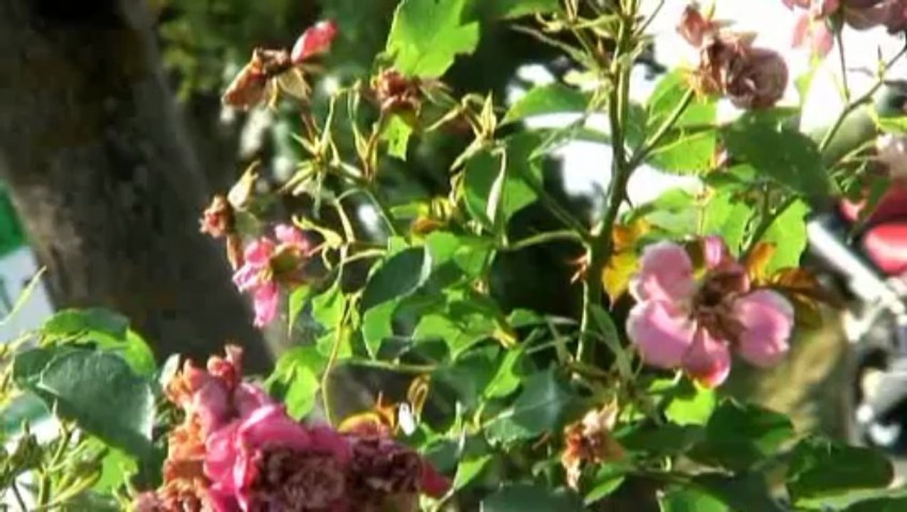 Vidéo : l'essai de la Moto Morini Corsaro Avio