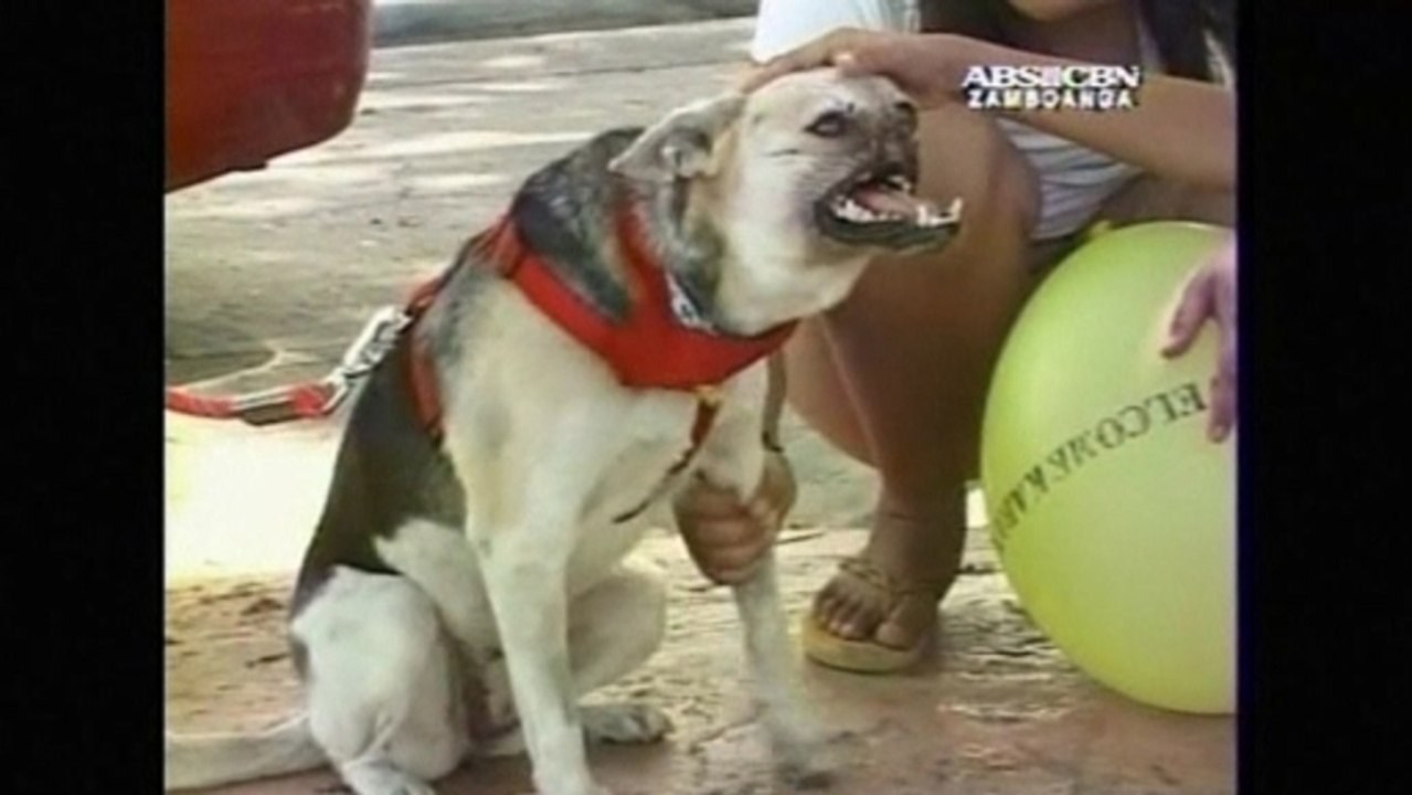 Philippines hero dog heads home