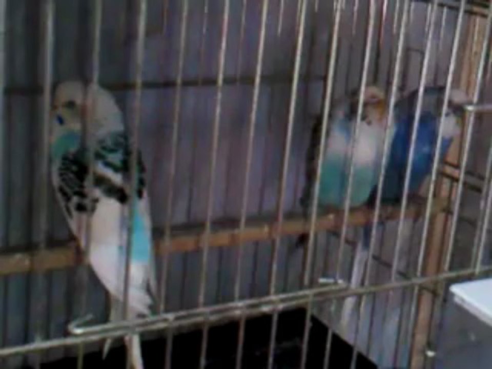 Video0092
