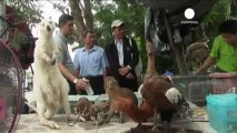 Golpe al mercado negro de especies protegidas en Tailandia