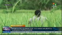 Fumigaciones acaban con la agricultura en Colombia