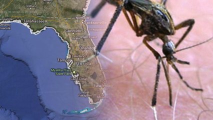 Super Sized Mosquitos Descend On Florida